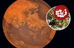 شناسایی گیاهی که شاید بتواند روی «مریخ» رشد کند