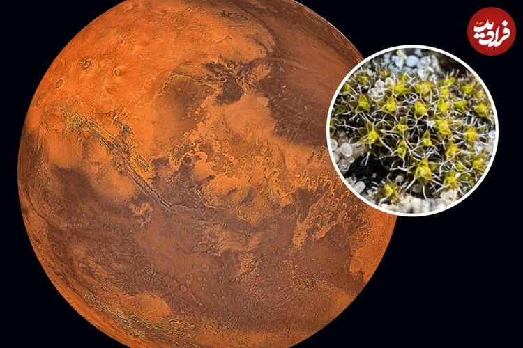 شناسایی گیاهی که شاید بتواند روی «مریخ» رشد کند