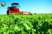 ببینید؛ چگونه آمریکایی ها هزاران تن جعفری را برداشت و فرآوری می کنند؟