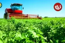 ببینید؛ چگونه آمریکایی ها هزاران تن جعفری را برداشت و فرآوری می کنند؟