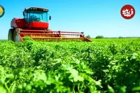 ببینید؛ چگونه آمریکایی ها هزاران تن جعفری را برداشت و فرآوری می کنند؟