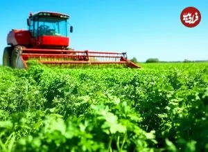 ببینید؛ چگونه آمریکایی ها هزاران تن جعفری را برداشت و فرآوری می کنند؟