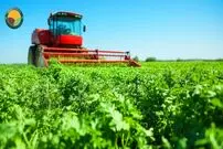 ببینید؛ چگونه آمریکایی ها هزاران تن جعفری را برداشت و فرآوری می کنند؟
