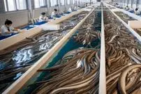 چین؛ امپراتوری میلیارد دلاری «مارماهی»