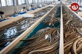 چین؛ امپراتوری میلیارد دلاری «مارماهی»