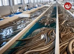 چین؛ امپراتوری میلیارد دلاری «مارماهی»