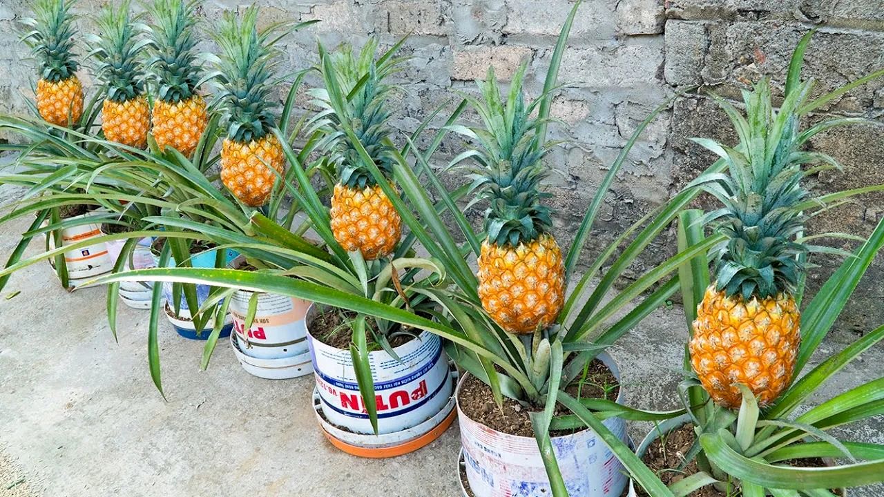 (ویدئو) چگونه «آناناس» را در سطل پلاستیکی و در خانه پرورش دهیم و برداشت کنیم؟