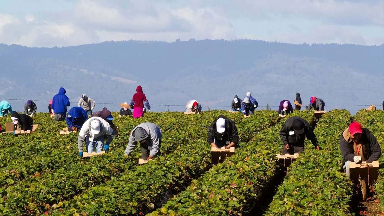 (ویدئو) کارگران آمریکایی چگونه هزاران تن میوه و سبزیجات را از مزرعه برداشت می کنند؟