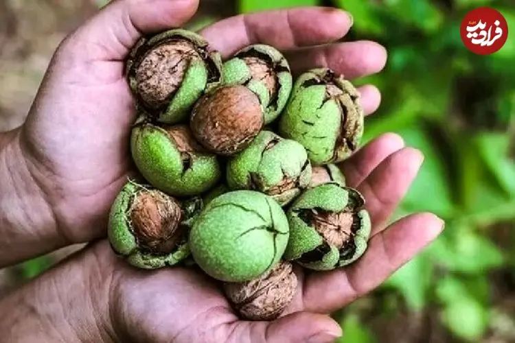 خوردن گردو در شب چه خواصی دارد؟