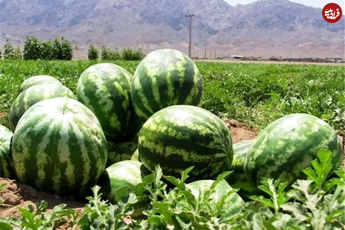 چرا ورود هندوانه و خربزههای ایرانی به عراق ممنوع شد؟