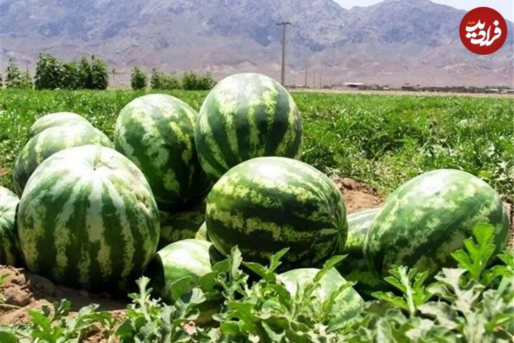 چرا ورود هندوانه و خربزه‌های ایرانی به عراق ممنوع شد؟