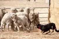 (ویدیو) محافظت عجیب کشاورز آمریکایی از گوسفندانش در شب با تفنگ گرمایی!