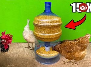 ببینید؛ نحوه ساخت یک دانخوری ساده برای مرغ ها با استفاده از مخزن آب سردکن