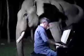 (ویدیو) لحظه ناب از گریه فیل کور بعد از شنیدن موسیقی