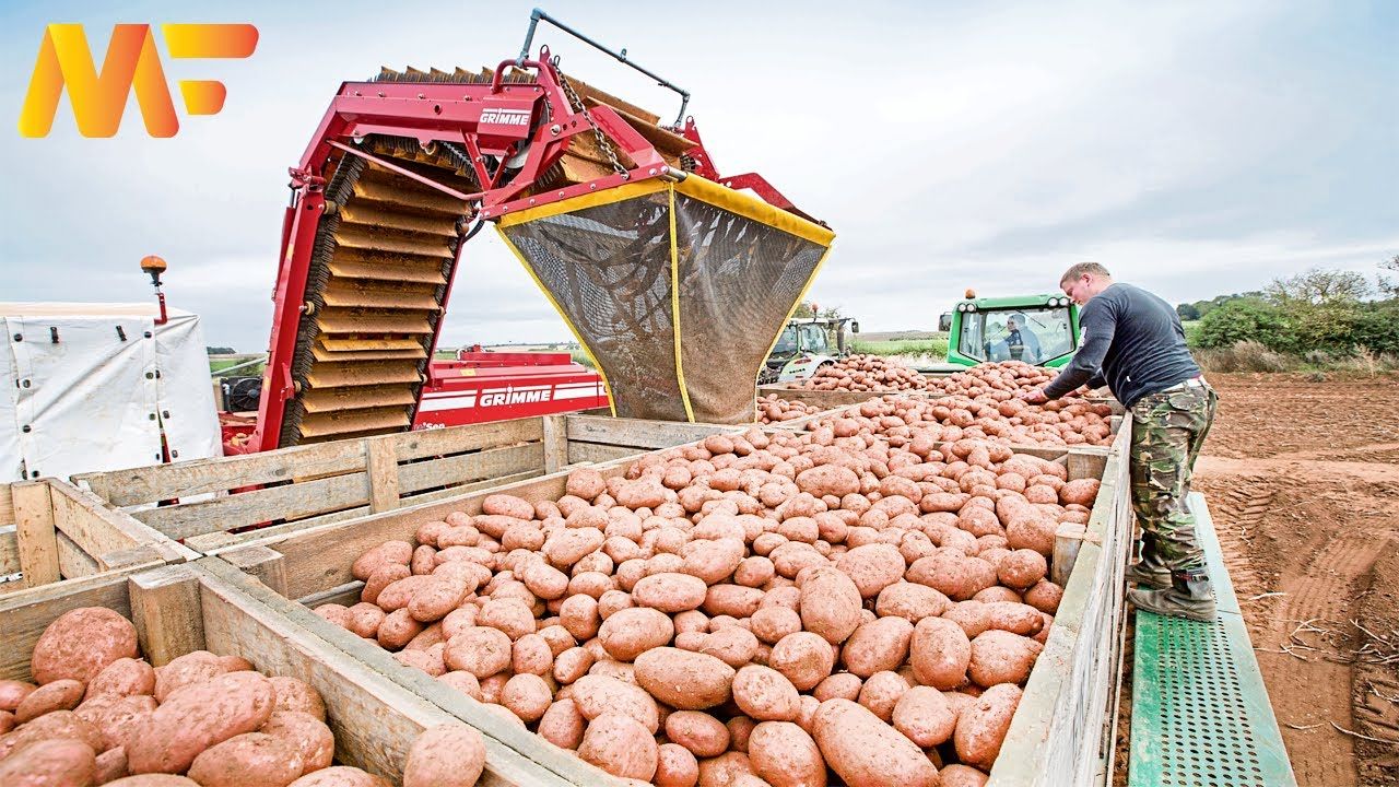 (ویدئو) نحوه برداشت هزاران تن سیب زمینی در مزارع آمریکا و تبدیل آن ها به چیپس