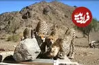 ببینید| تماشای پسران «خورشید» پس از ۱۹ ماه بی‌خبری