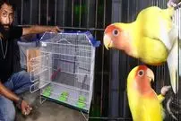 ببینید| قفس پرنده چگونه در پاکستان تولید می شود؟