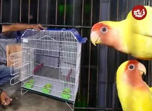 ببینید| قفس پرنده چگونه در پاکستان تولید می شود؟