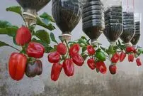 (ویدئو) روشی شگفت انگیز برای کاشت فلفل دلمه ای در بطری های پلاستیکی آویزان در تراس خانه