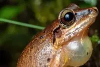 عکس| شگفتی‌های حیات وحش؛ قورباغه‌ای که روی زمین تخم می گذارد!