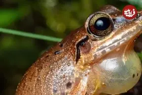 عکس| شگفتی‌های حیات وحش؛ قورباغه‌ای که روی زمین تخم می گذارد!