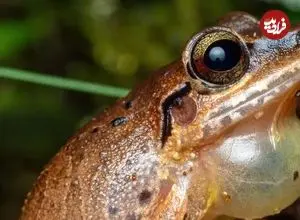 عکس| شگفتی‌های حیات وحش؛ قورباغه‌ای که روی زمین تخم می گذارد!