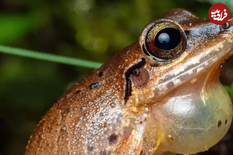 عکس| شگفتی‌های حیات وحش؛ قورباغه‌ای که روی زمین تخم می گذارد!