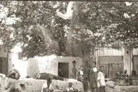 (عکس) درختی که با دستور رضا شاه ریشه‌کن شد
