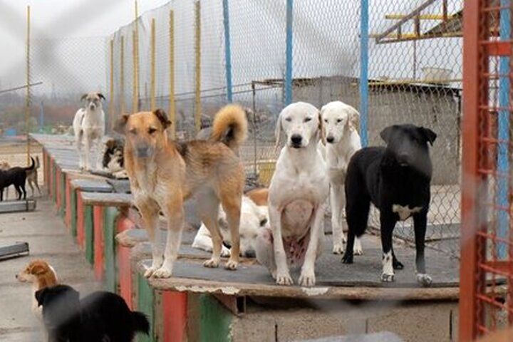 (ویدئو) ماجرای زنده‌به‌گورکردن سگ‌ها در رودسر چیست؟