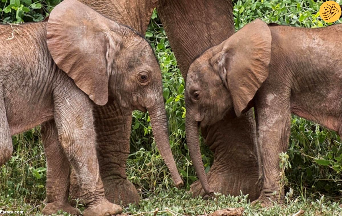 (ویدئو) تولد نادر فیل‌های دوقلو