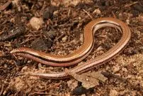 عکس؛ مارمولک بدون دست به‌عنوان گونه‌ جدید معرفی شد 