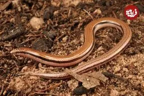 عکس؛ مارمولک بدون دست به‌عنوان گونه‌ جدید معرفی شد 