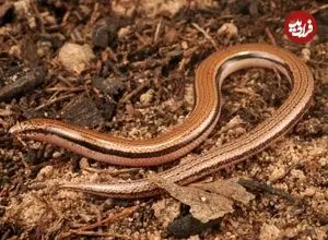 عکس؛ مارمولک بدون دست به‌عنوان گونه‌ جدید معرفی شد 