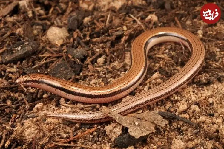 عکس؛ مارمولک بدون دست به‌عنوان گونه‌ جدید معرفی شد 