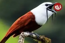 ببینید| 10 گونه از عجیب ترین پرندگان در سراسر جهان