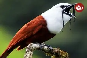 ببینید| 10 گونه از عجیب ترین پرندگان در سراسر جهان