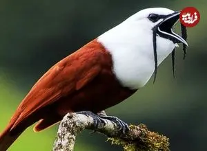 ببینید| 10 گونه از عجیب ترین پرندگان در سراسر جهان