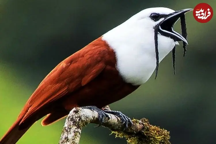 ببینید| 10 گونه از عجیب ترین پرندگان در سراسر جهان