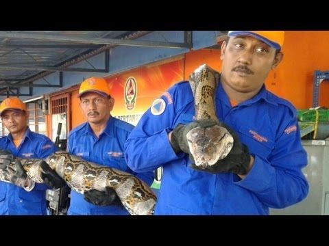 (ویدئو) کشف طولانی ترین و غول پیکرترین مار جهان در مالزی به اندازه 7.5 متر
