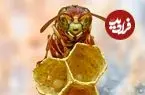 تصاویر| زنبور کاغذساز دیده بودید؟