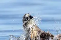 تصاویر؛ برترین عکس‌های مسابقه زندگی پرندگان استرالیا در سال ۲۰۲۵