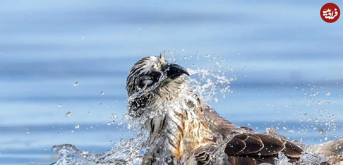 تصاویر؛ برترین عکس‌های مسابقه زندگی پرندگان استرالیا در سال ۲۰۲۵