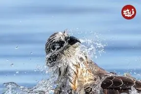 تصاویر؛ برترین عکس‌های مسابقه زندگی پرندگان استرالیا در سال ۲۰۲۵