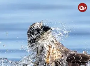 تصاویر؛ برترین عکس‌های مسابقه زندگی پرندگان استرالیا در سال ۲۰۲۵