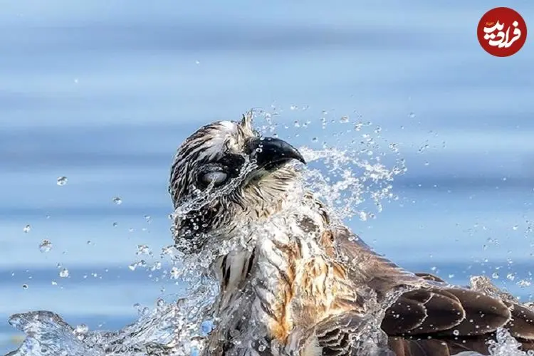 تصاویر؛ برترین عکس‌های مسابقه زندگی پرندگان استرالیا در سال ۲۰۲۵
