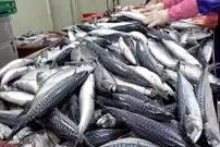 ببینید| مراحل فرآوری و بسته بندی ده ها تن ماهی ماکرل نروژی در کارخانه ای در کره