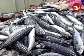 ببینید| مراحل فرآوری و بسته بندی ده ها تن ماهی ماکرل نروژی در کارخانه ای در کره