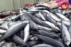 ببینید| مراحل فرآوری و بسته بندی ده ها تن ماهی ماکرل نروژی در کارخانه ای در کره