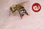 راز شگفت انگیز نیش زنبورها؛ از سلاح انتحاری تا خنجر مرگبار کابوکلو + اینفوگرافیک