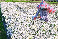 (ویدئو) فرآیند برداشت گل داوودی و تهیه چای با آن در چین